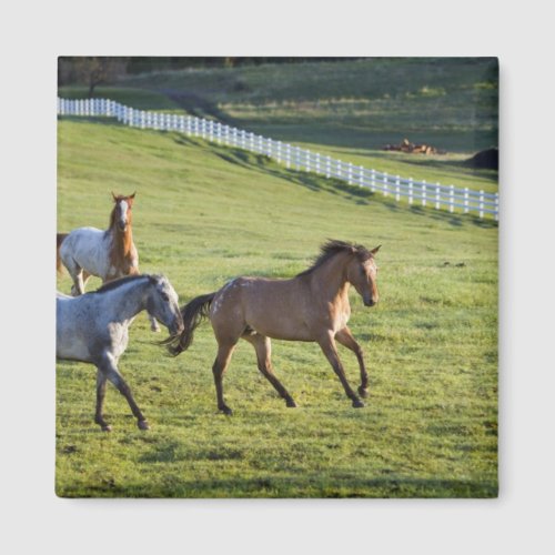 Horses in pasture near Polson Montana 2 Magnet