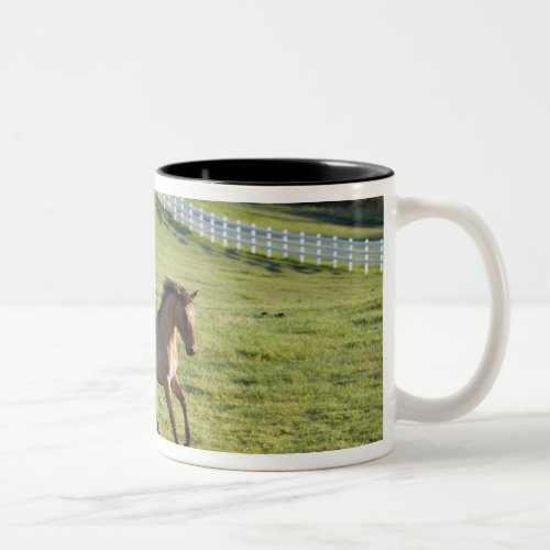 Horses in pasture near Polson Montana 2 Two_Tone Coffee Mug