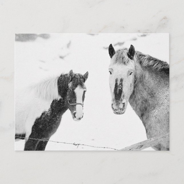 Horses In Snow Postcard (Front)