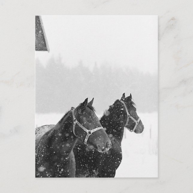 Horses in Snowfall Postcard (Front)