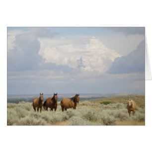 Horses in the American West Cards