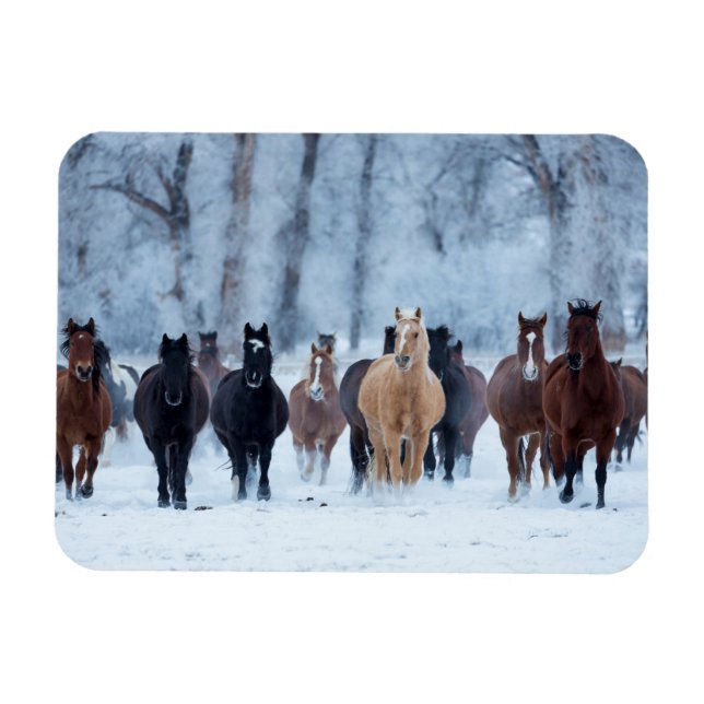 Horses in the Cold Magnet (Horizontal)