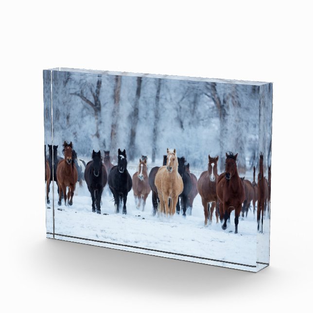 Horses in the Cold Photo Block (Right)