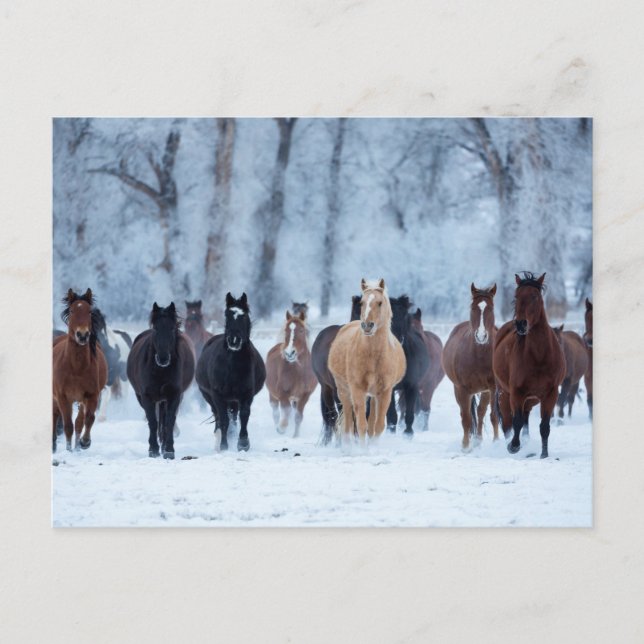 Horses in the Cold Postcard (Front)
