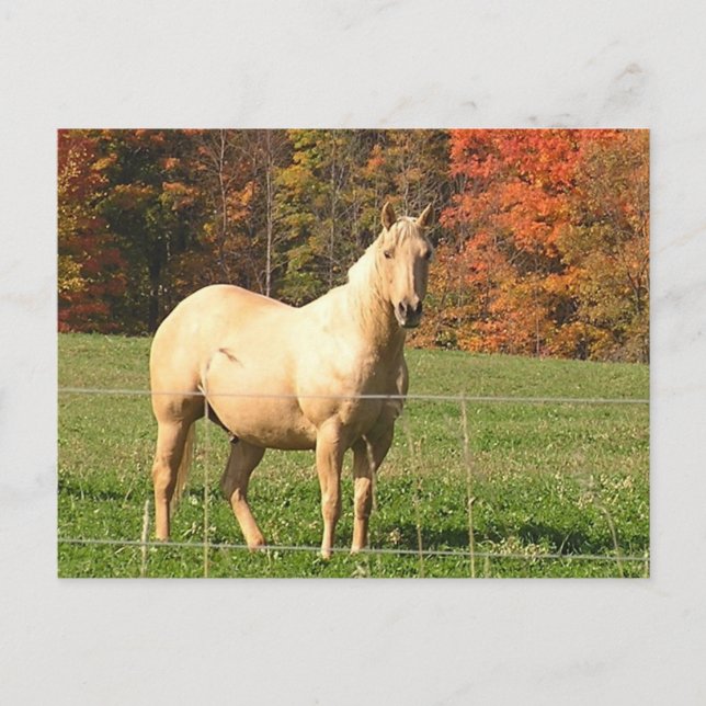 Horses in the Fall Postcard (Front)