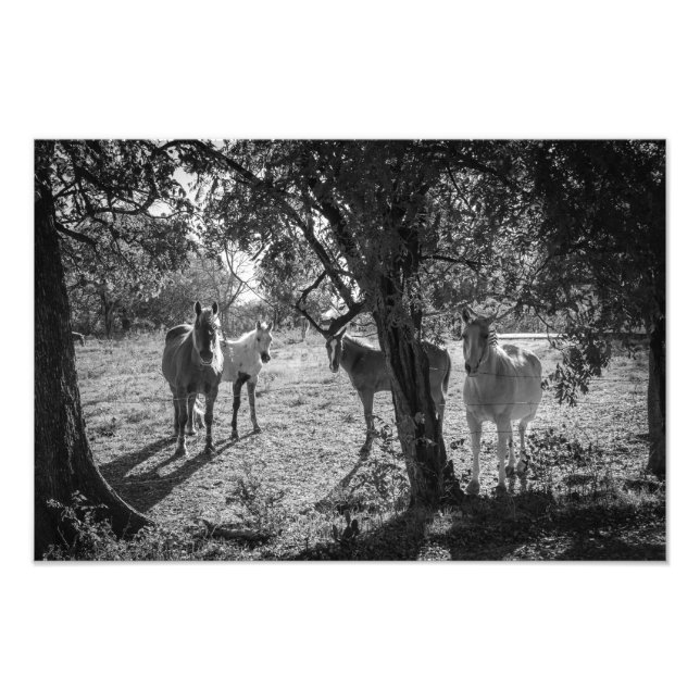 Horses in the Field Photo Print (Front)