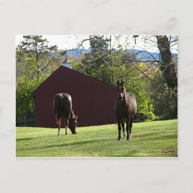 Horses in the field postcard (Front)