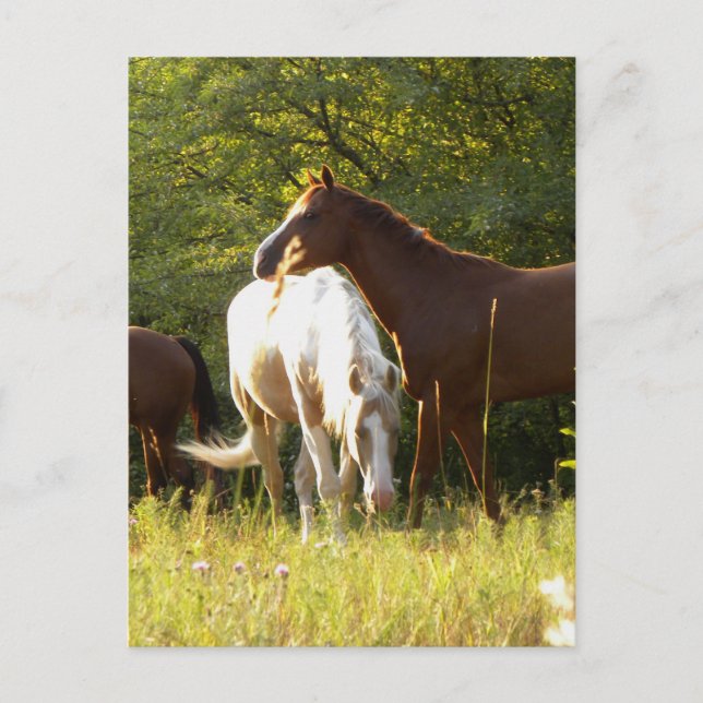 Horses in the Meadow Postcard (Front)