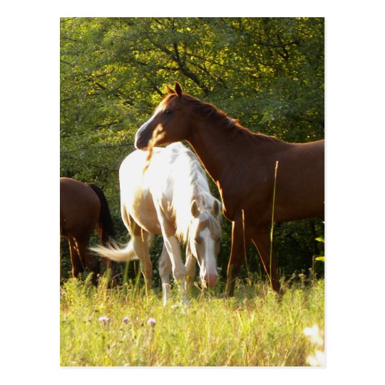 Horses in the Meadow Postcard