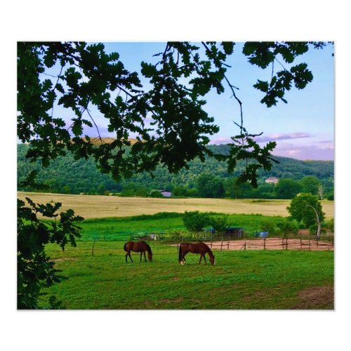 Horses in the Pasture in Tuscany Photo Print