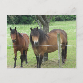 Horses in the Pasture Postcard