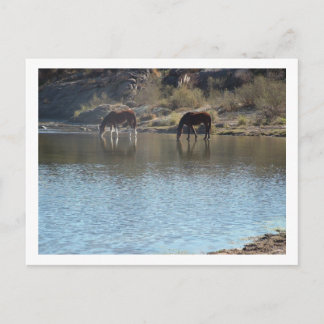 horses in the river postcard