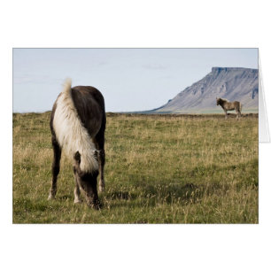 Horses in Whale-fjord Cards