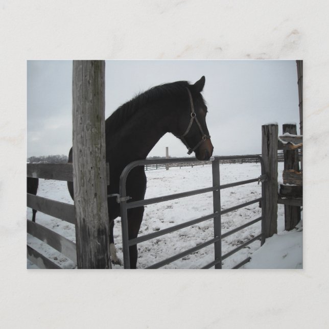 Horses in Winter Postcard (Front)