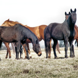 HORSES JIGSAW PUZZLE