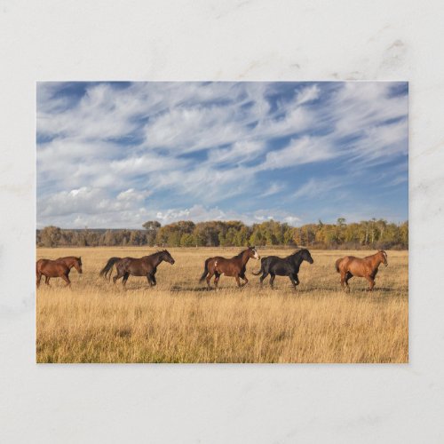Horses Just Outside Grand Teton National Park Postcard