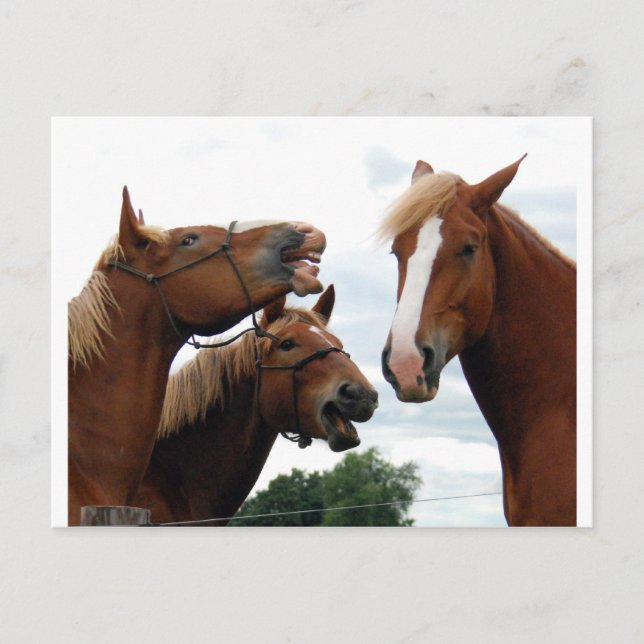 Horses laughing postcard (Front)