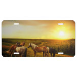 Horses License Plate at Zazzle