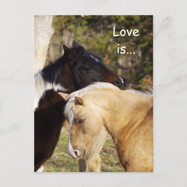 Horses Love Is Postcards (Front)