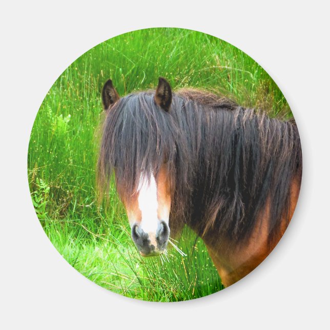 HORSES MAGNET (Front)