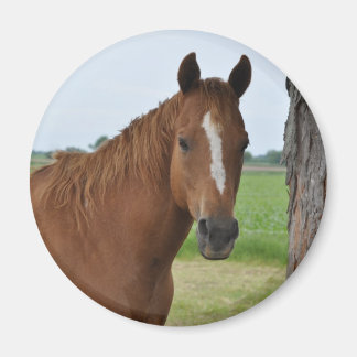 Horses Magnet