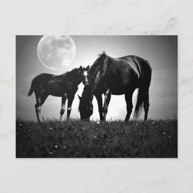 Horses & Moon Postcard (Front)