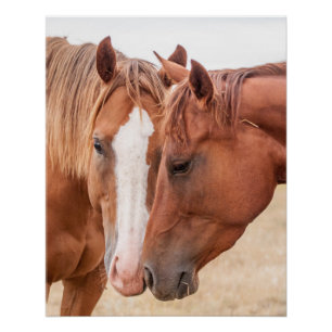 Horses nuzzling in a pasture poster