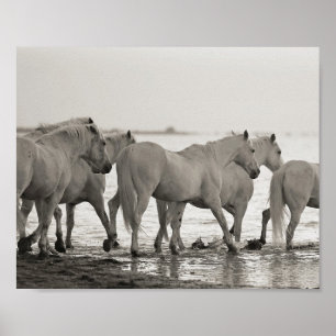 horses, ocean, black and white photography poster