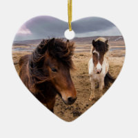 Horses of Iceland