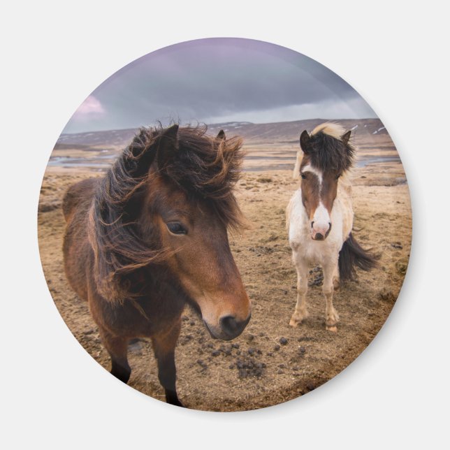 Horses of Iceland Magnet (Front)