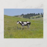 Horses of the West by Janz Print Number 1 Postcard