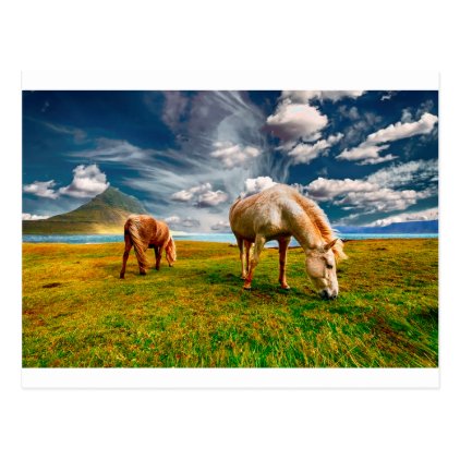 Horses On A Field Postcard