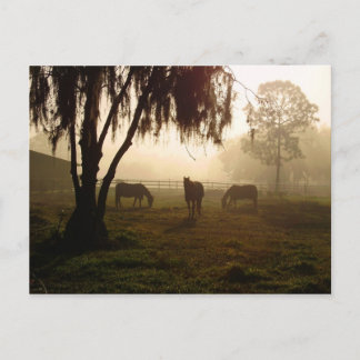 Horses on a Misty Morning Postcard