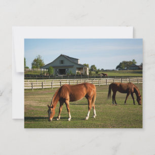 Horses on a Ranch in Alabama Postcard