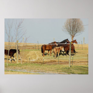 Horses on Farm Photo Poster