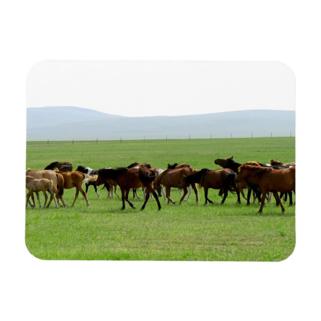 Horses on Pasture - Landscape Photograph Magnet (Horizontal)