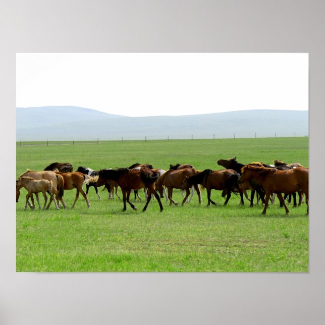 Horses on Pasture - Landscape Photograph Poster (Front)