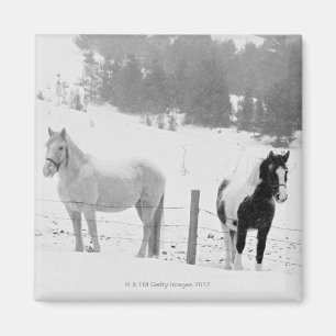 Horses on ranch magnet