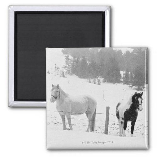 Horses on ranch magnet