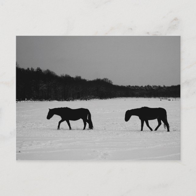 Horses On Snow pccna Postcard (Front)