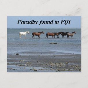 Horses on the Beach in Fiji Postcard