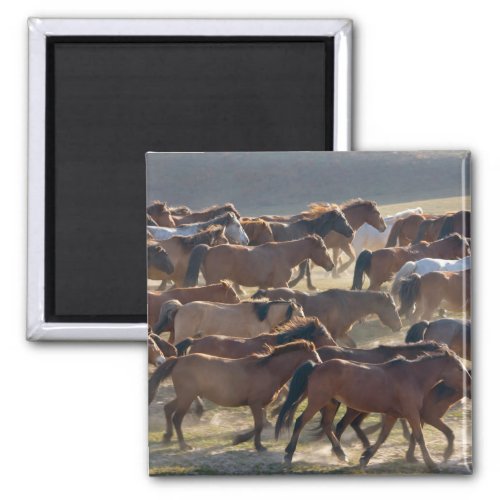 Horses on the ranch Inner Mongolia China Magnet