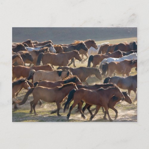Horses on the ranch Inner Mongolia China Postcard