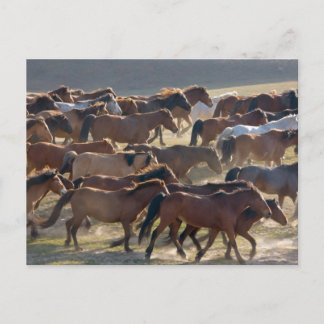 Horses on the ranch, Inner Mongolia, China Postcard