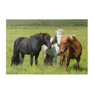Horses on the Ranch, South Iceland Acrylic Print