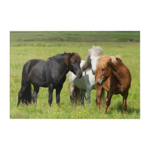 Horses on the Ranch South Iceland Acrylic Print