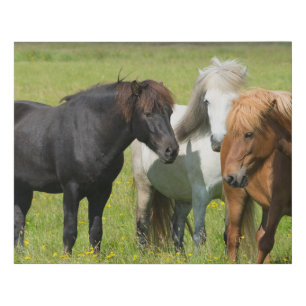Horses on the Ranch, South Iceland Faux Canvas Print