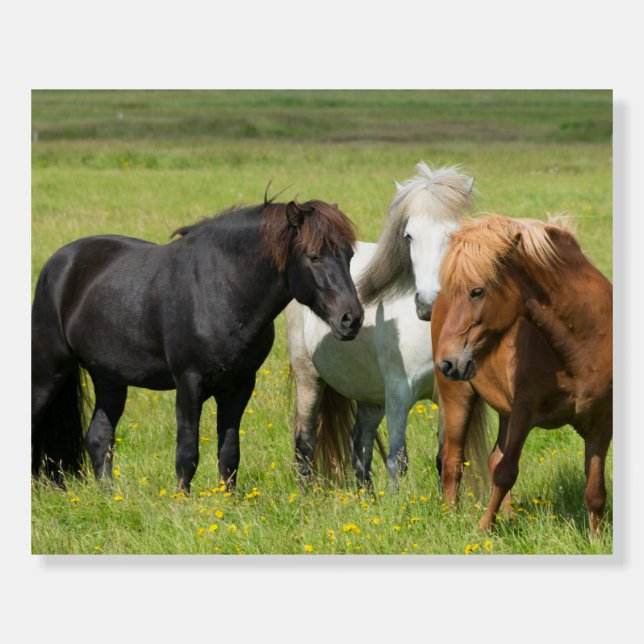 Horses on the Ranch, South Iceland Foam Board (Front)