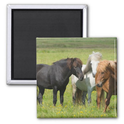 Horses on the Ranch South Iceland Magnet