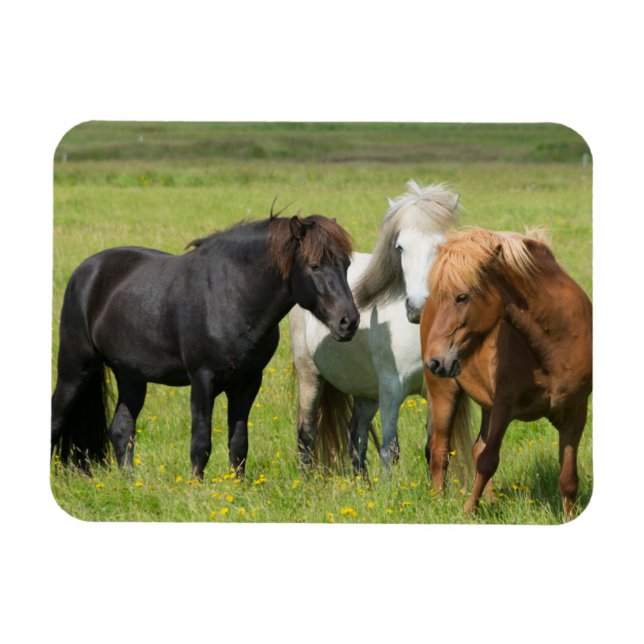 Horses on the Ranch, South Iceland Magnet (Horizontal)